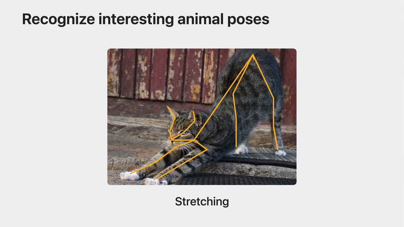 Apple Vision Framework support Recognize interesting animal poses